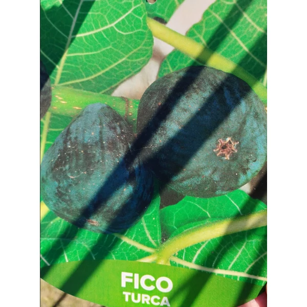 Ficus carica turca - Füge törzses K5
