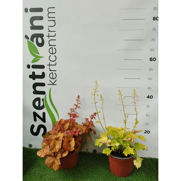 Heuchera hibridek mix - Tűzeső mix CS15