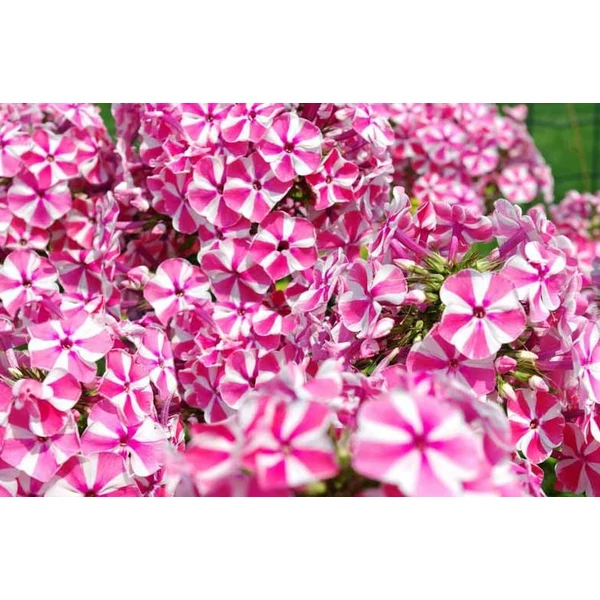 Phlox paniculata Peppermint Twist - Bugás lángvirág Cs14