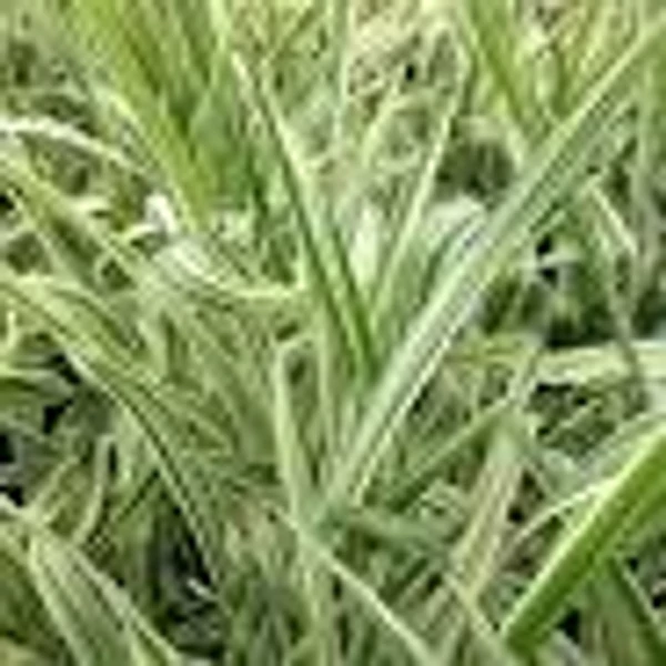Phalaris Arundinacea Luteaopicta- pántlikafű CS14