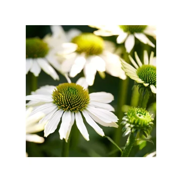 Echinacea purpurea Moodz Serenity- Kasvirág Cs15