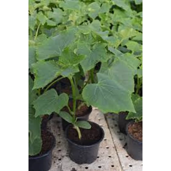 Uborka  palánta Cs12,5