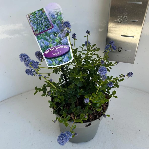 Ceanothus thyr. Repens Táskavirág P17 2L
