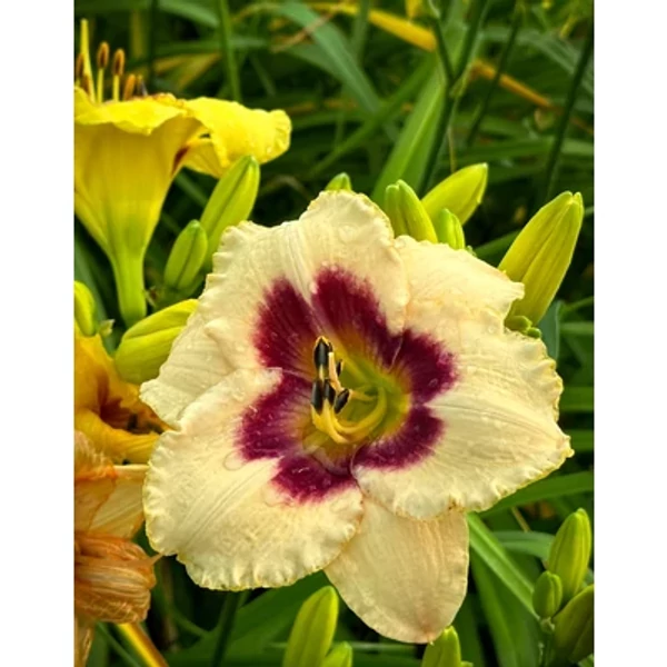 Hemerocallis Blueberry Candy K2L
