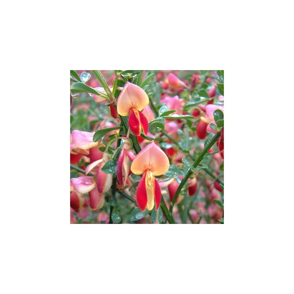 Cytisus racemosus Goldfinch Seprűzanót SP 30/40