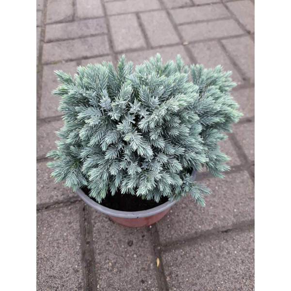 Juniperus squamata Blue star - Törpe kék boróka K2 15/20