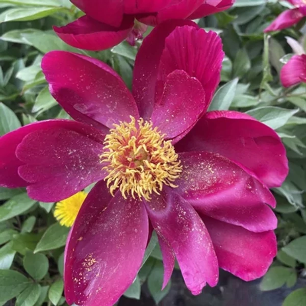 Paeonia lactiflora 'Miss Mary' – Illatos bazsarózsa K3l