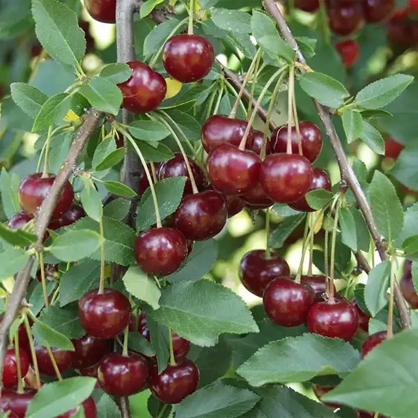 Gyümölcsfa Újfehértói fürtös meggy K9 200/250