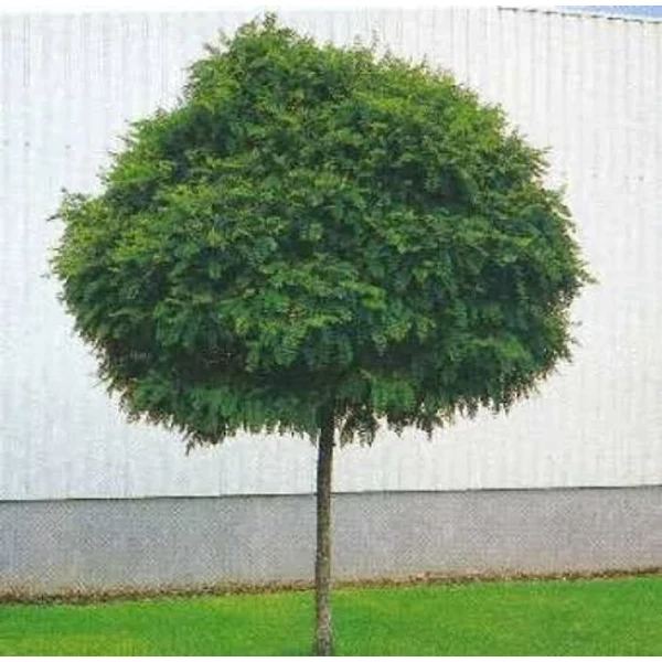 Robinia pseudoacacia Umbraculifera - Gömbakác K25/35 10/12 T200/220