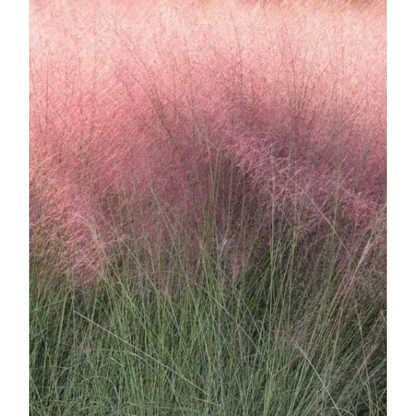 Muhlenbergia reverchonii Undaunted - Vattacukorfű CS14