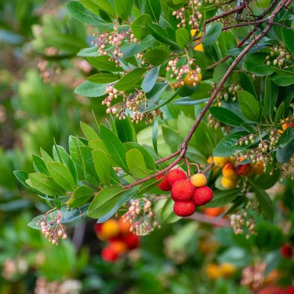 Arbutus unedo - Nyugati szamócafa K10 100 