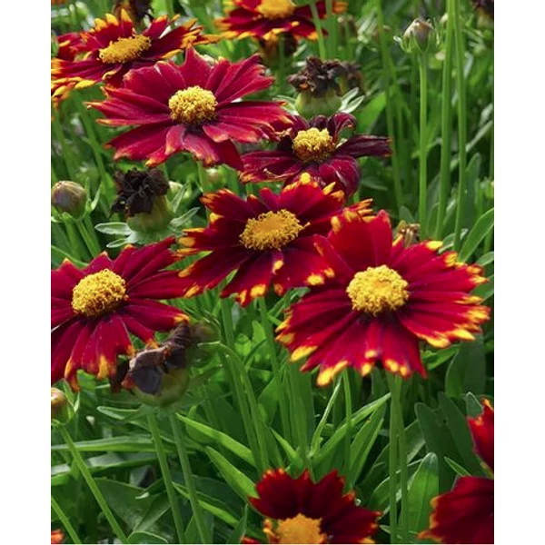 Coreopsis ‘Li’l Bang Red Elf’ – menyecskeszem Cs14