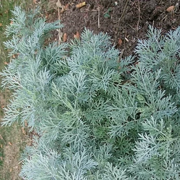 Artemisia absinthium – Fehér üröm CS14