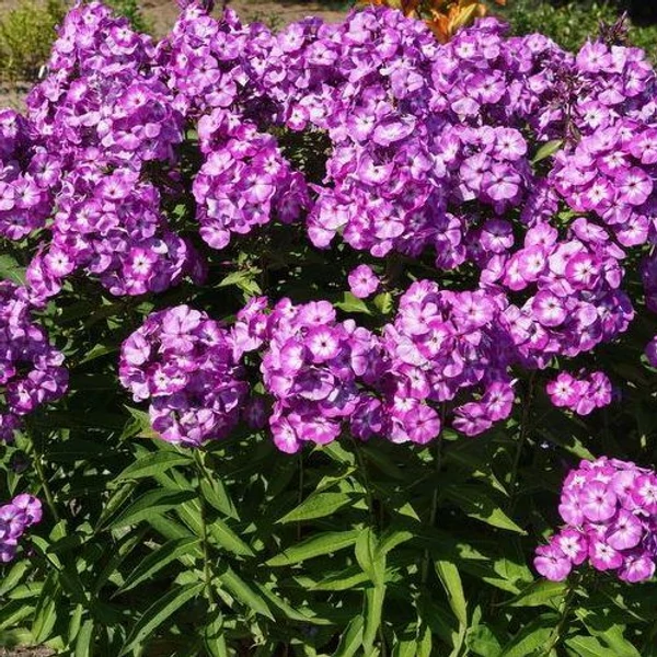 Phlox paniculata 'Laura' - Bugás lángvirág Cs14