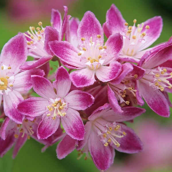 Deutzia x hybrida 'Strawberry Fields' - Gyöngyvirágcserje K10