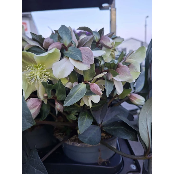 Helleborus  Hunyor Valeria CS19