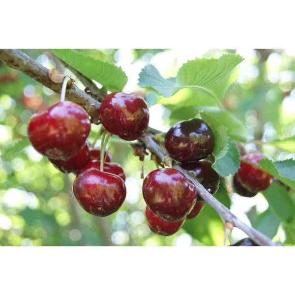 Prunus avium Bigarro Van - Cseresznye 1/2 törzses k5