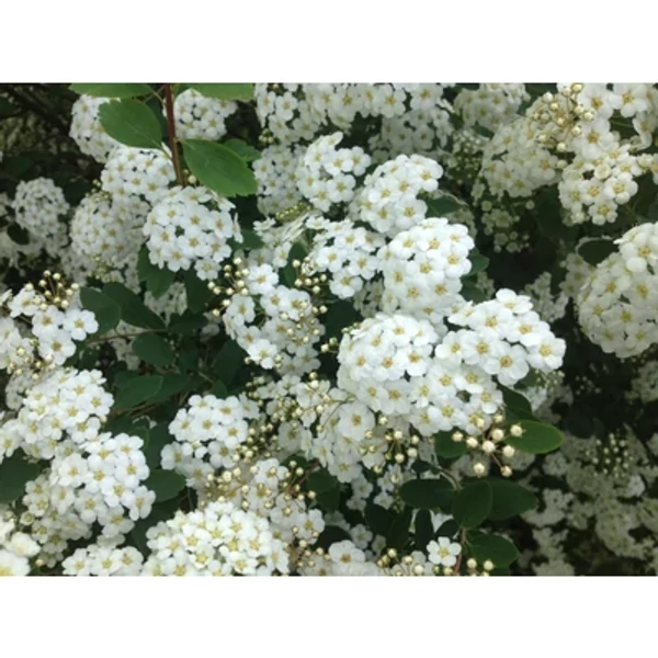 Spiraea x vanhouttei - Közönséges gyöngyvessző K 2L 40/60