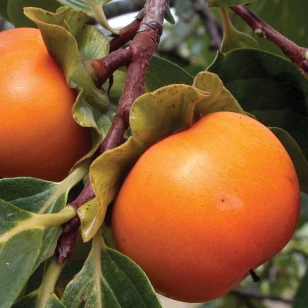 Diospyros kaki 'Vaniglia' - Datolyaszilva K15