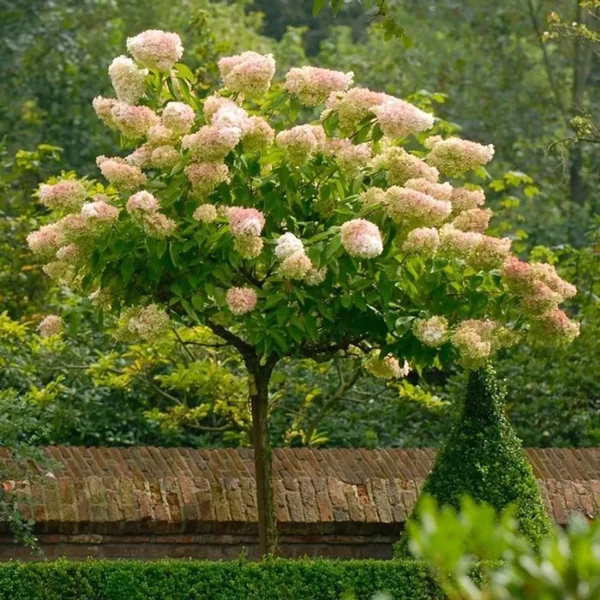Hydrangea paniculata 'Vanille Fraise' MT - 1/2Törzses bugás hortenzia K20