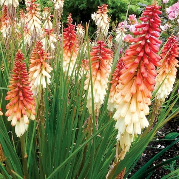 Kniphofia 'Orange Vanilla Popsicle'– Fáklyaliliom Cs15