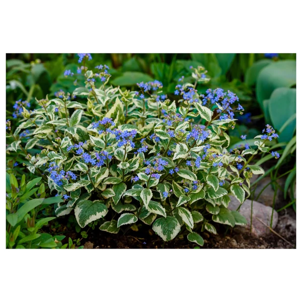 Brunnera macrophylla Variegata - Kaukázusi nefelejcs tarka lombú K2