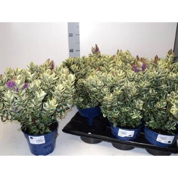 Hebe and variegata Veronikacserje 18l 30cm
