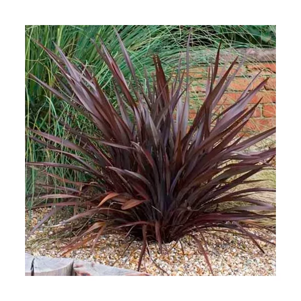 Phornium mix Downunder - Vászonfű mix PSL 3,4 