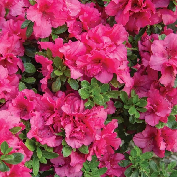 Azalea japonica Azálea