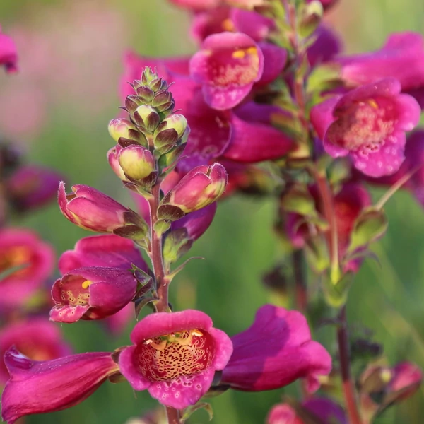 Digitalis purpurea 'Foxybee sötétpiros' CS14