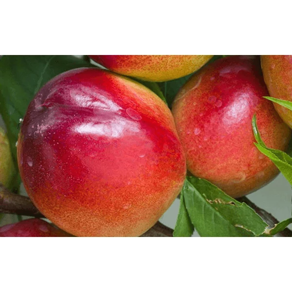 Prunus Persica Venus - Nektarin 1/2 törzses K5