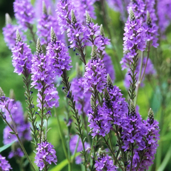 Verbena hasata Levender Spires- Levendulaszínű verbéna Cs14