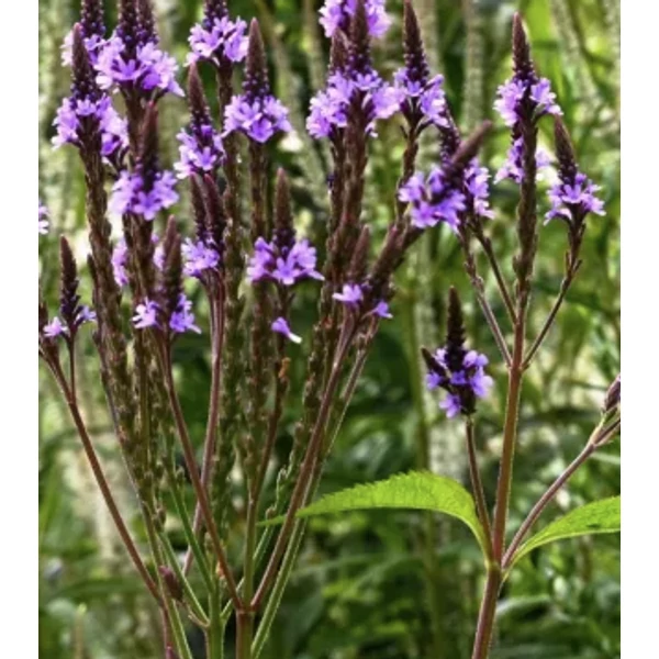 Verbena hastata Levender Spires - Dúsvirágú verbéna CS14