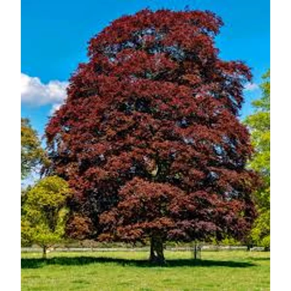 Fagus sylvatica 'Atropurpurea' - Vérbükk 100/150