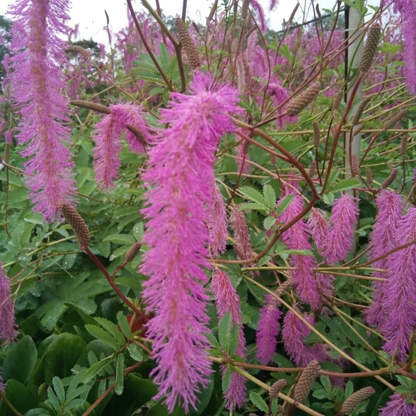 Sanguisorba hakusanensis Lilac Squirrel Őszi vérfű Cs14