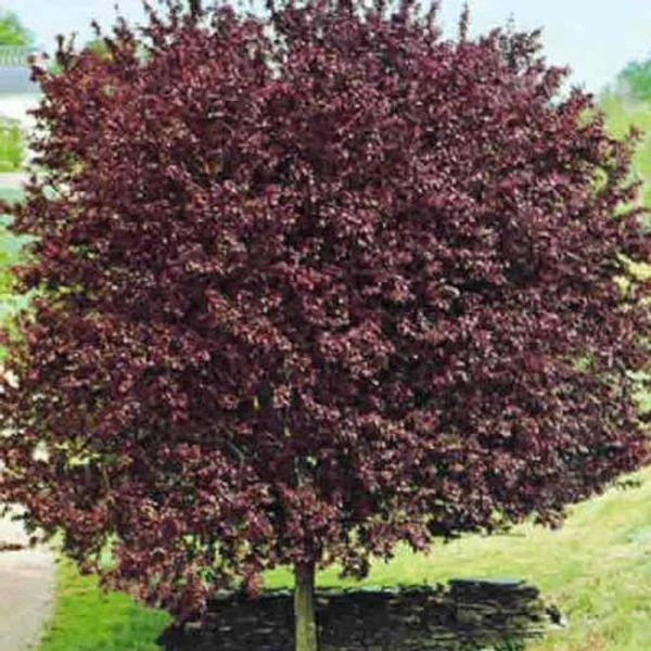 Prunus cerasifera 'Woodii'  Vérszilva K20 100/150 8/12 bokor