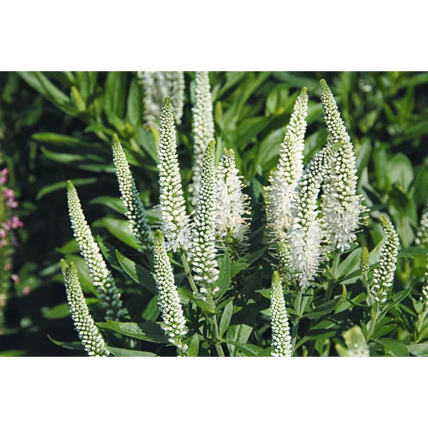 Veronica 'Veronique White'   - Veronika CS14