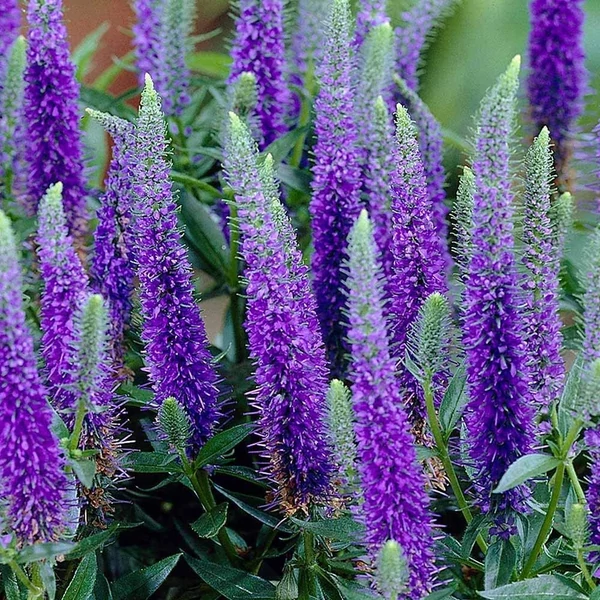 Veronica 'Veronique Blue'  - Veronika CS14