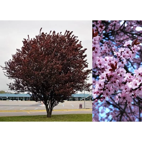 Prunus cerasifera 'Nigra' - Vérszilva K18 6/10 T220