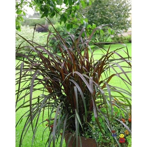 Pennisetum advena Vertigo - Tollborzfű 3l