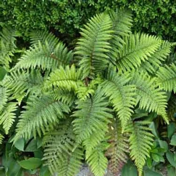 Polystchum polyblepharum Vese páfrány Cs9