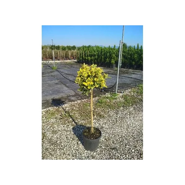 Euonymus japonicus - 1/4 Törzses kecskerágó C7 80