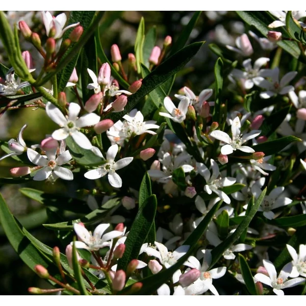 Ausztrál viaszcserje, dzsin-tonik cserje Cs15