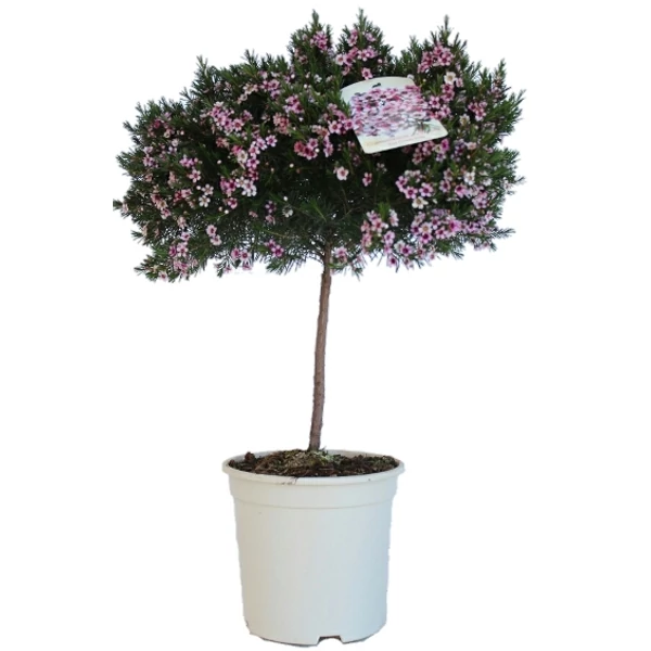 CHAMELAUCIUM (WAX FLOWER) - Viaszvirág törzses K17 50 cm
