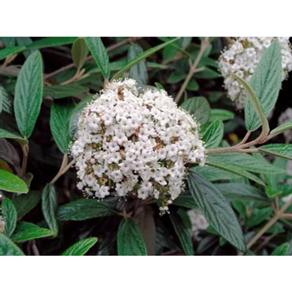 Viburnum x pragense - Prágai bangita 