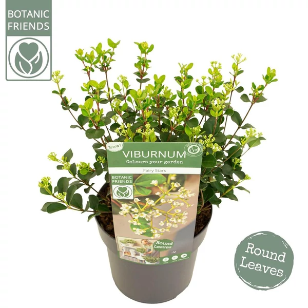 Viburnum Fairy Stars - Tündércsillag bangita P19 