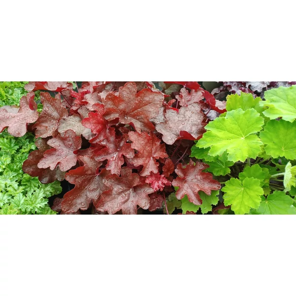 Heuchera World Caffe Vienna – Tűzeső Cs14