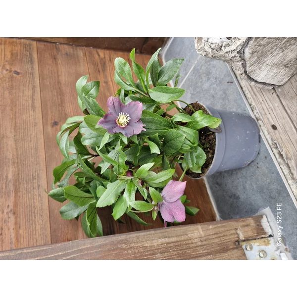 Helleborus viv victoria - Feketehunyor K17L 40 cm