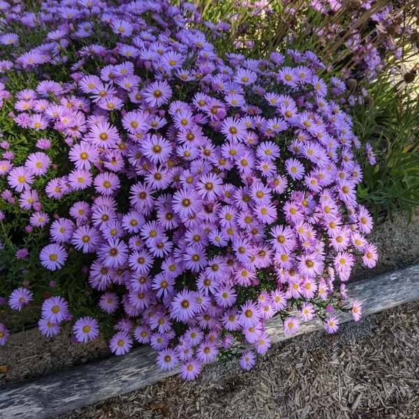 Aster dumosus 'Herbstgruss vom Bresserhof' - Törpe őszirózsa