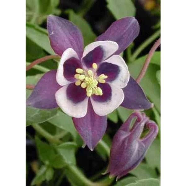 Aquilegia vulgaris 'William Guiness' – Kerti harangláb Cs9